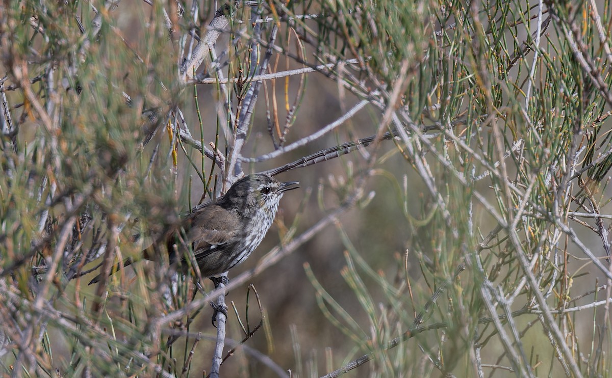 Shy Heathwren - ML615814194