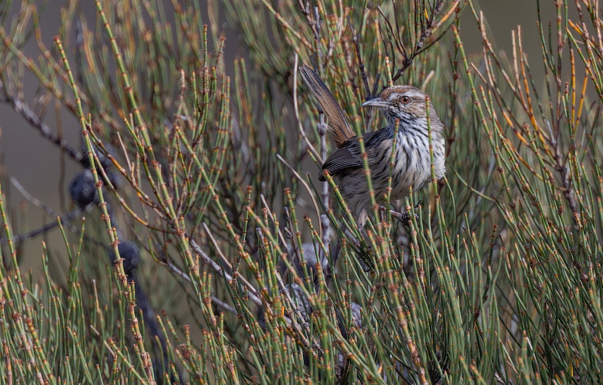 Rufous Fieldwren - ML615814214