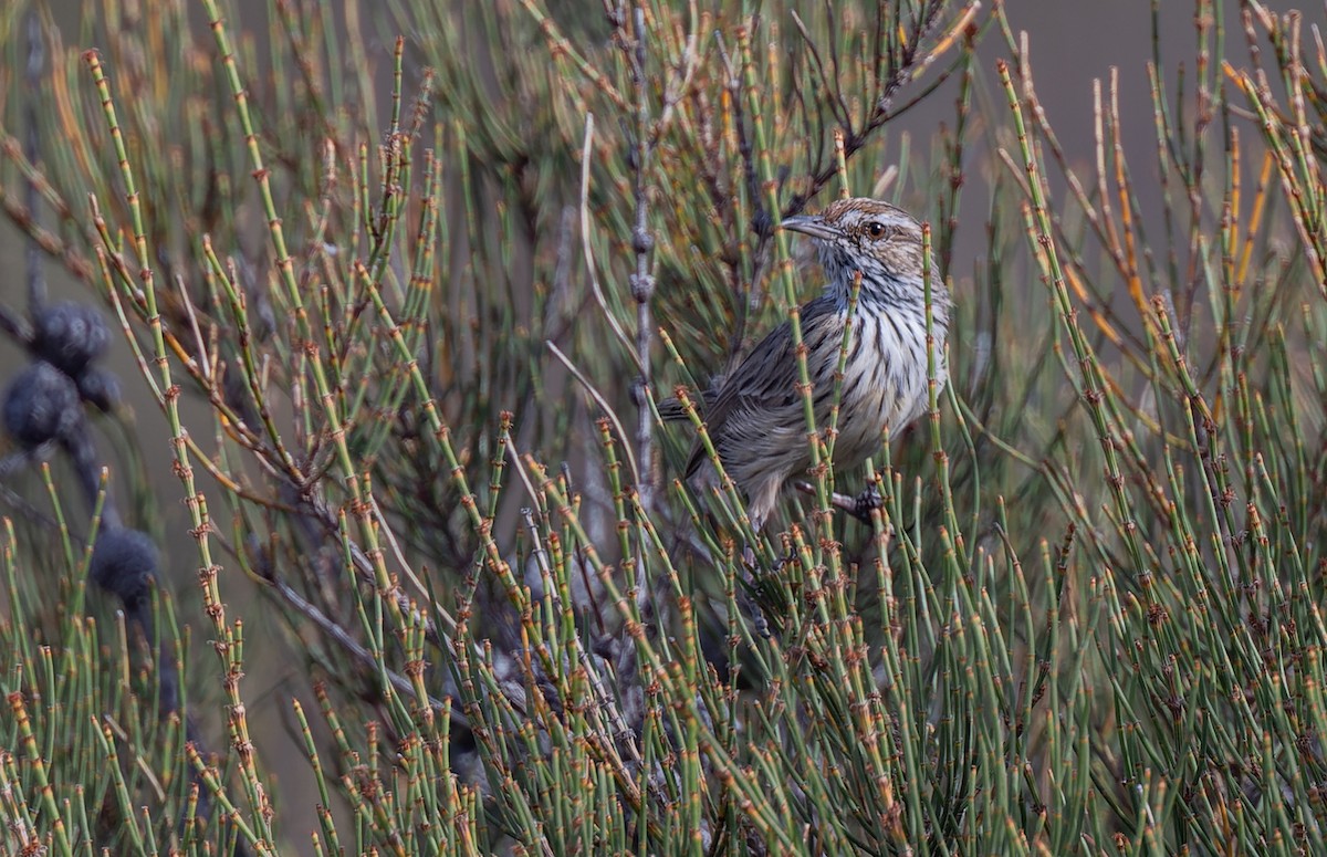 Rufous Fieldwren - ML615814216