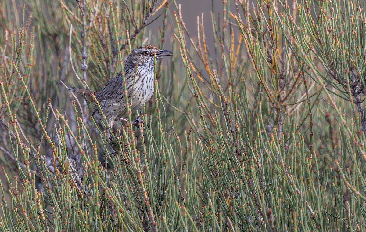 Rufous Fieldwren - ML615814217