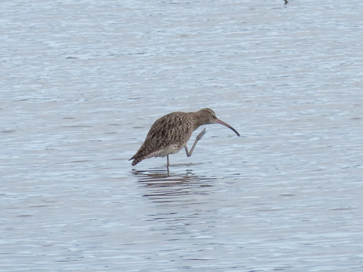 Whimbrel - Rolo Rodsey