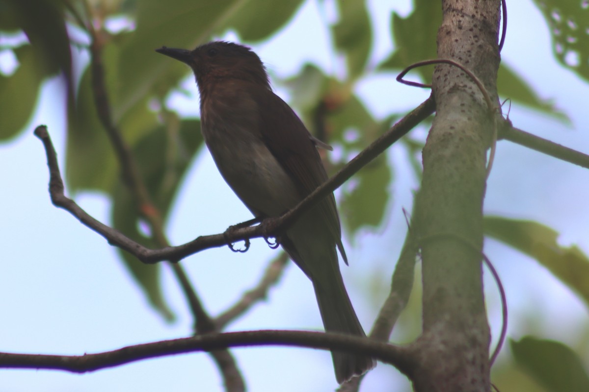 Bulbul de Samar - ML615814240