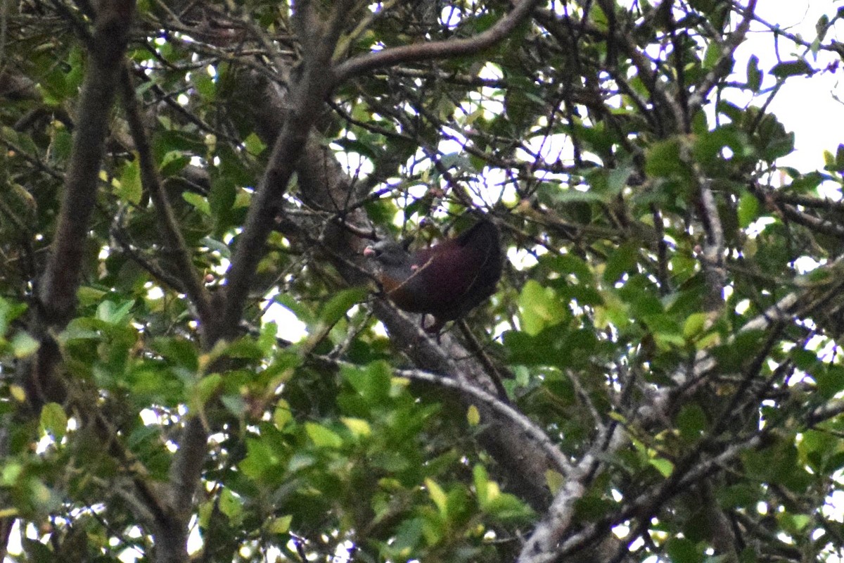 Little Green-Pigeon - ML615814260