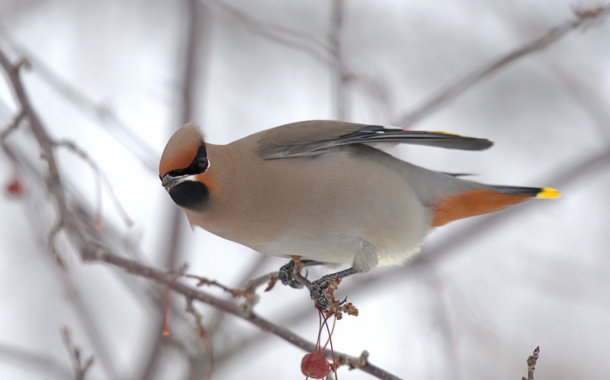 Bohemian Waxwing - ML615814274