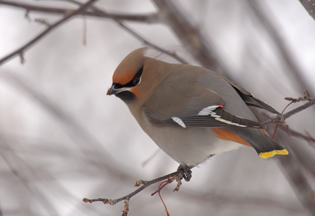 Bohemian Waxwing - ML615814276