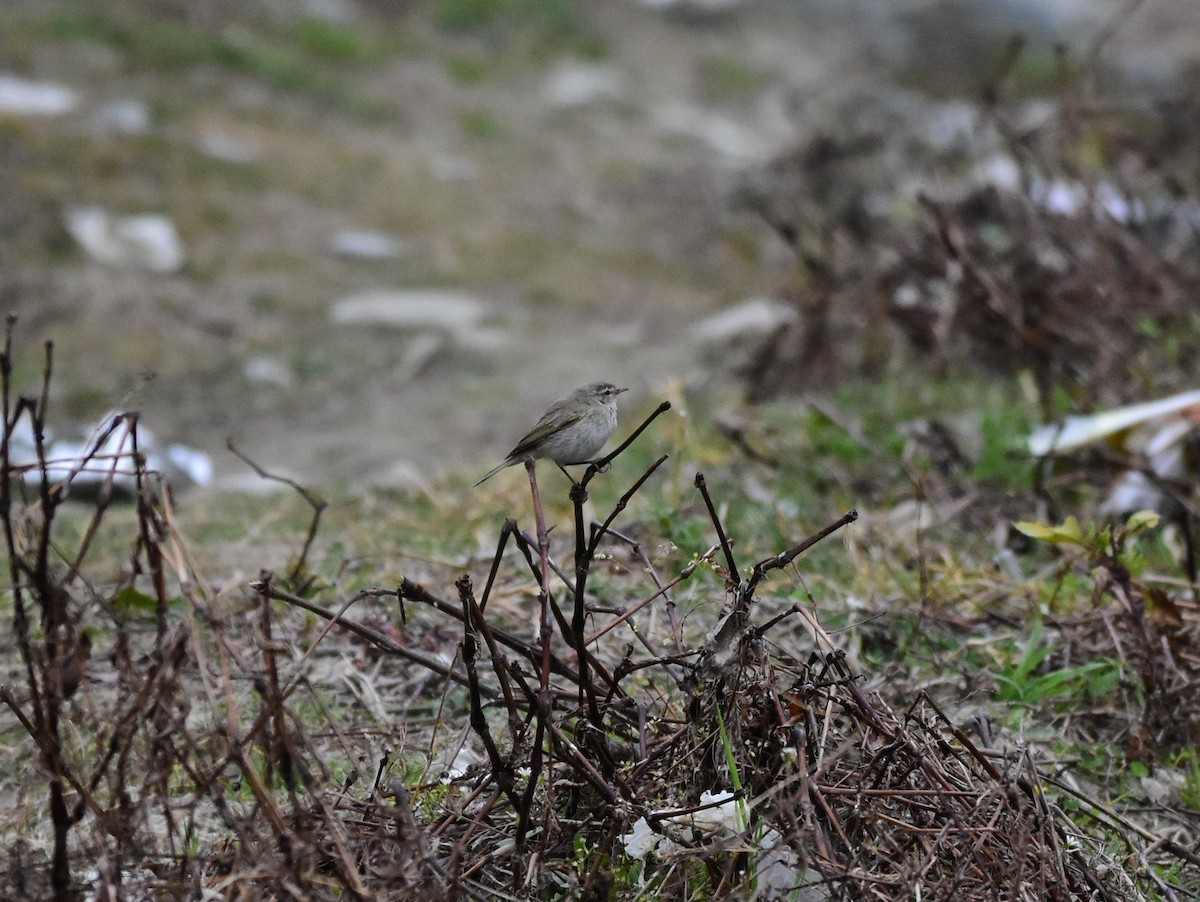 Common Chiffchaff - SHIRISH GAJARALWAR