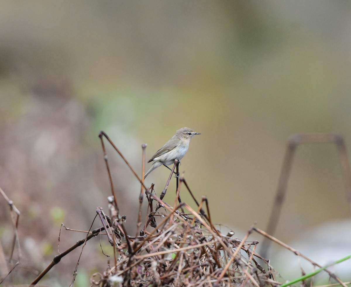 Common Chiffchaff - ML615814317