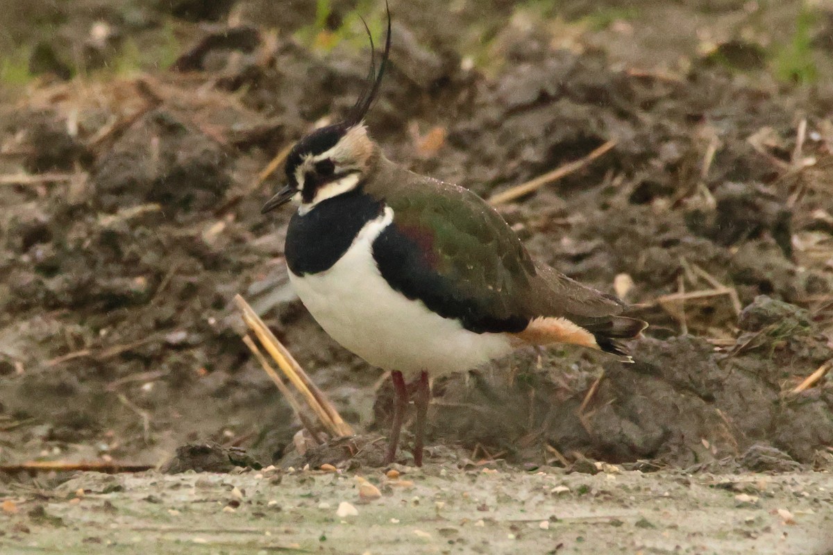 Northern Lapwing - ML615814340