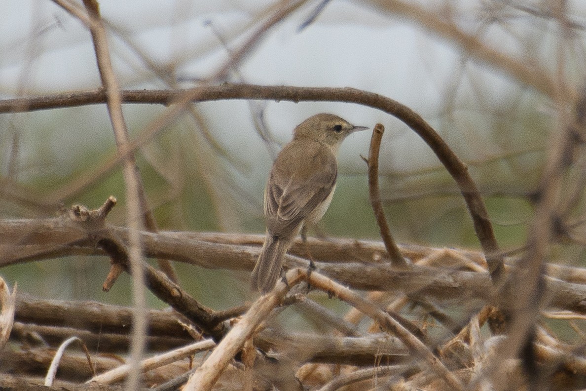 Booted Warbler - ML615814372