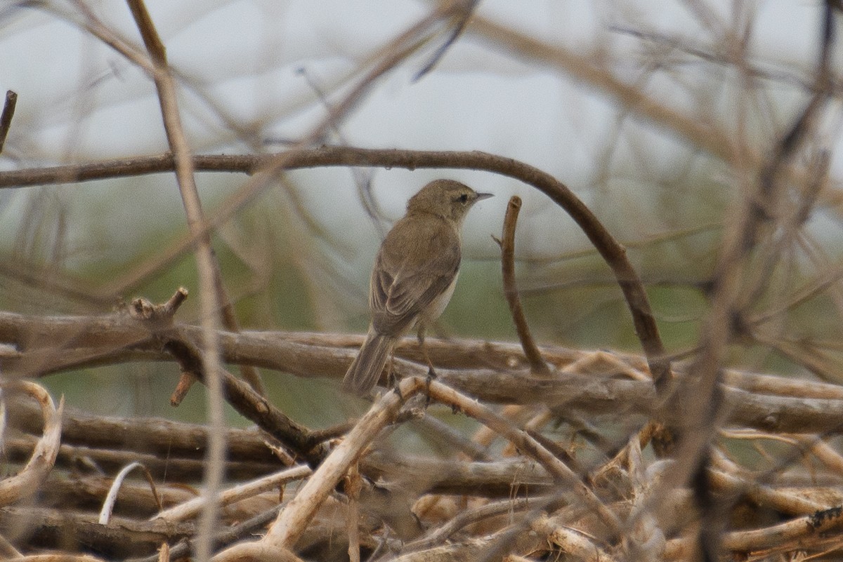 Booted Warbler - ML615814373