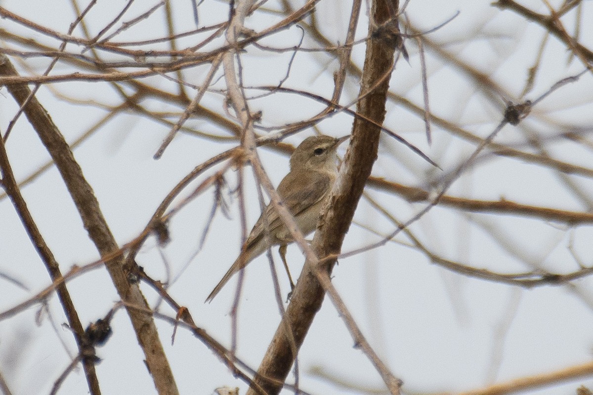 Booted Warbler - ML615814374