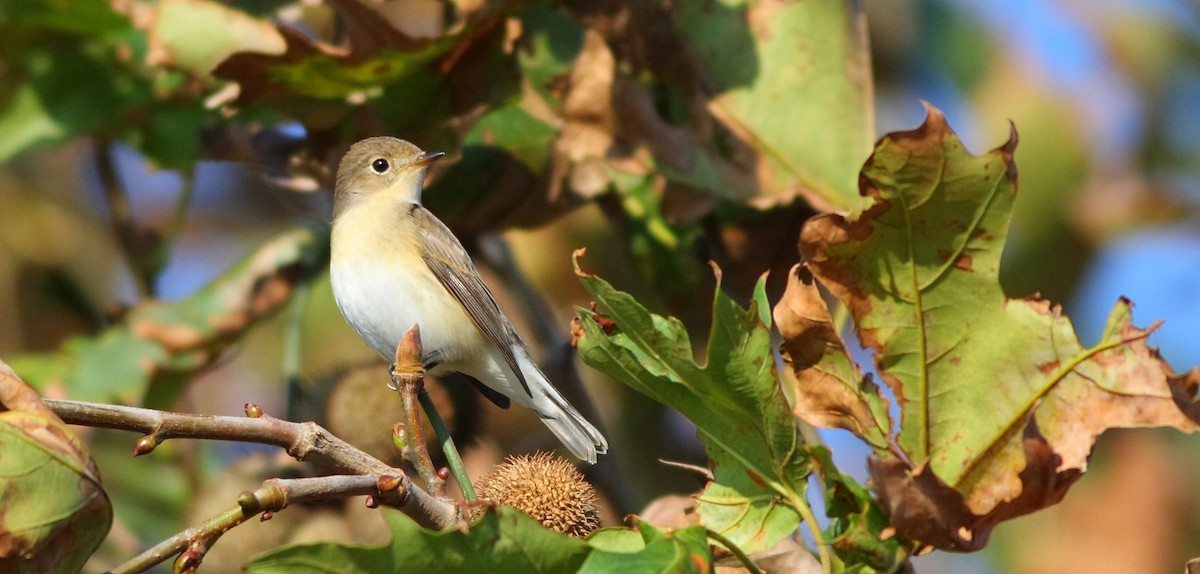 Red-breasted Flycatcher - ML615814400