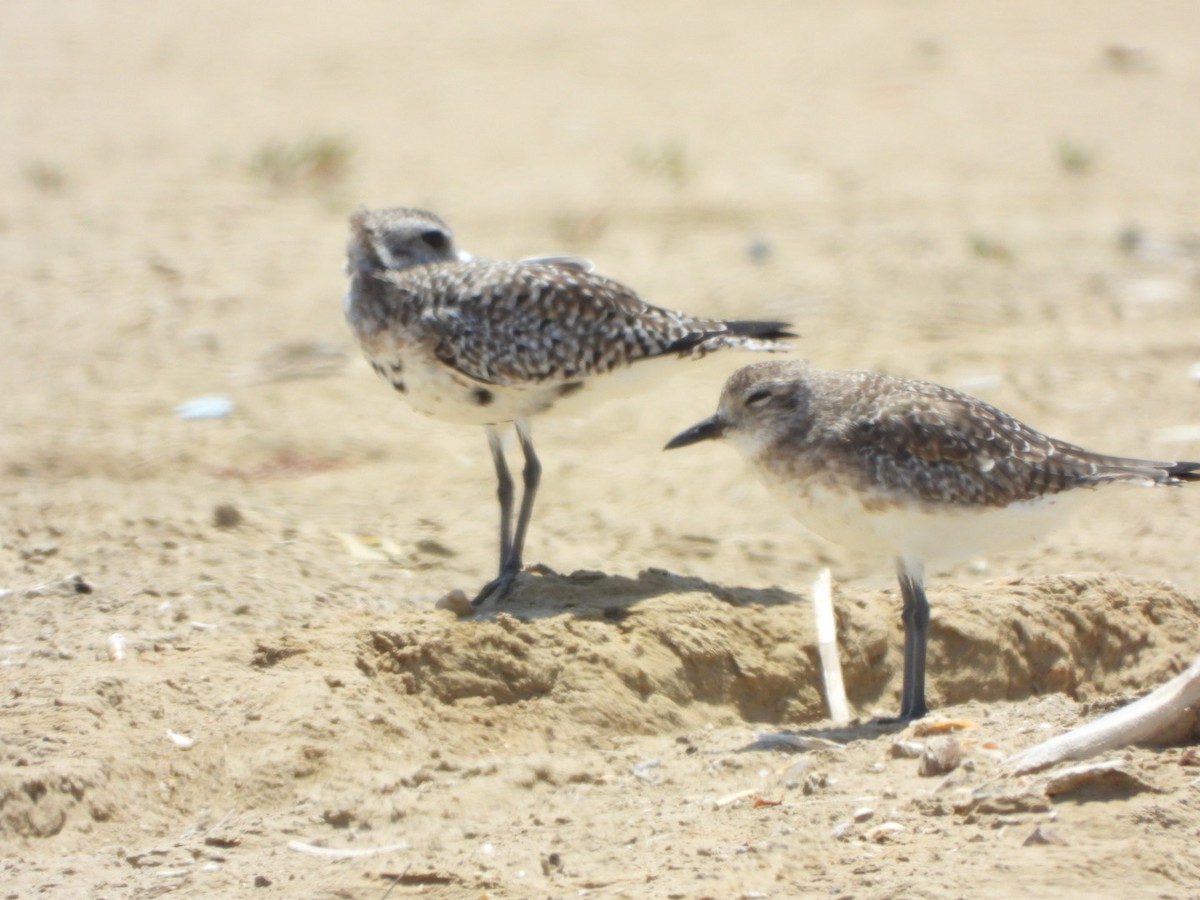 Black-bellied Plover - ML615814435