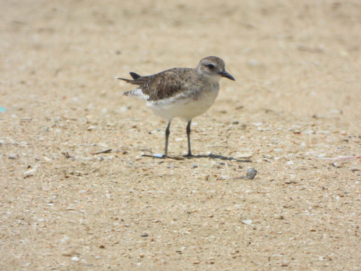 Black-bellied Plover - ML615814436