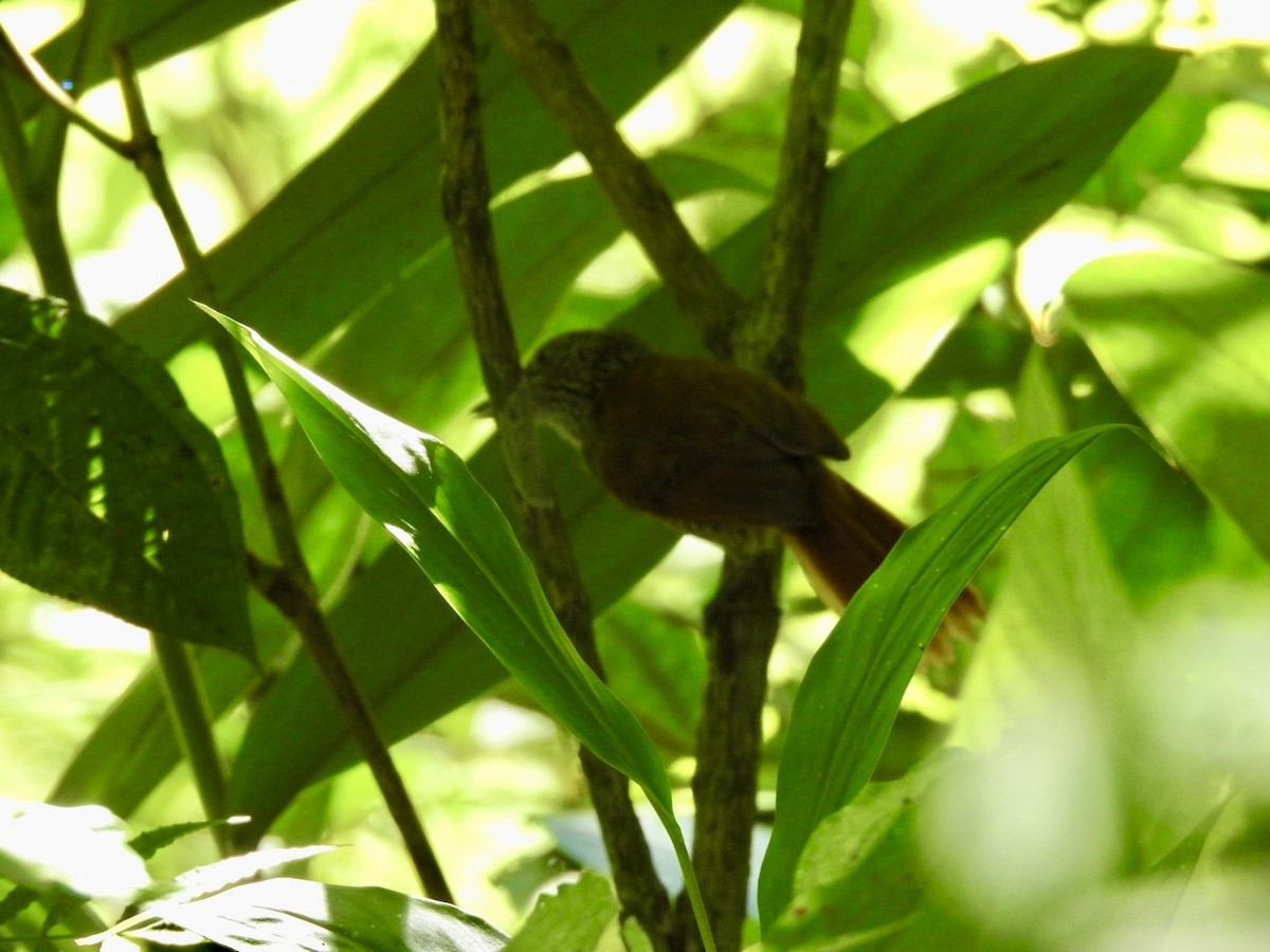 Chestnut-backed Antshrike - Nick Odio