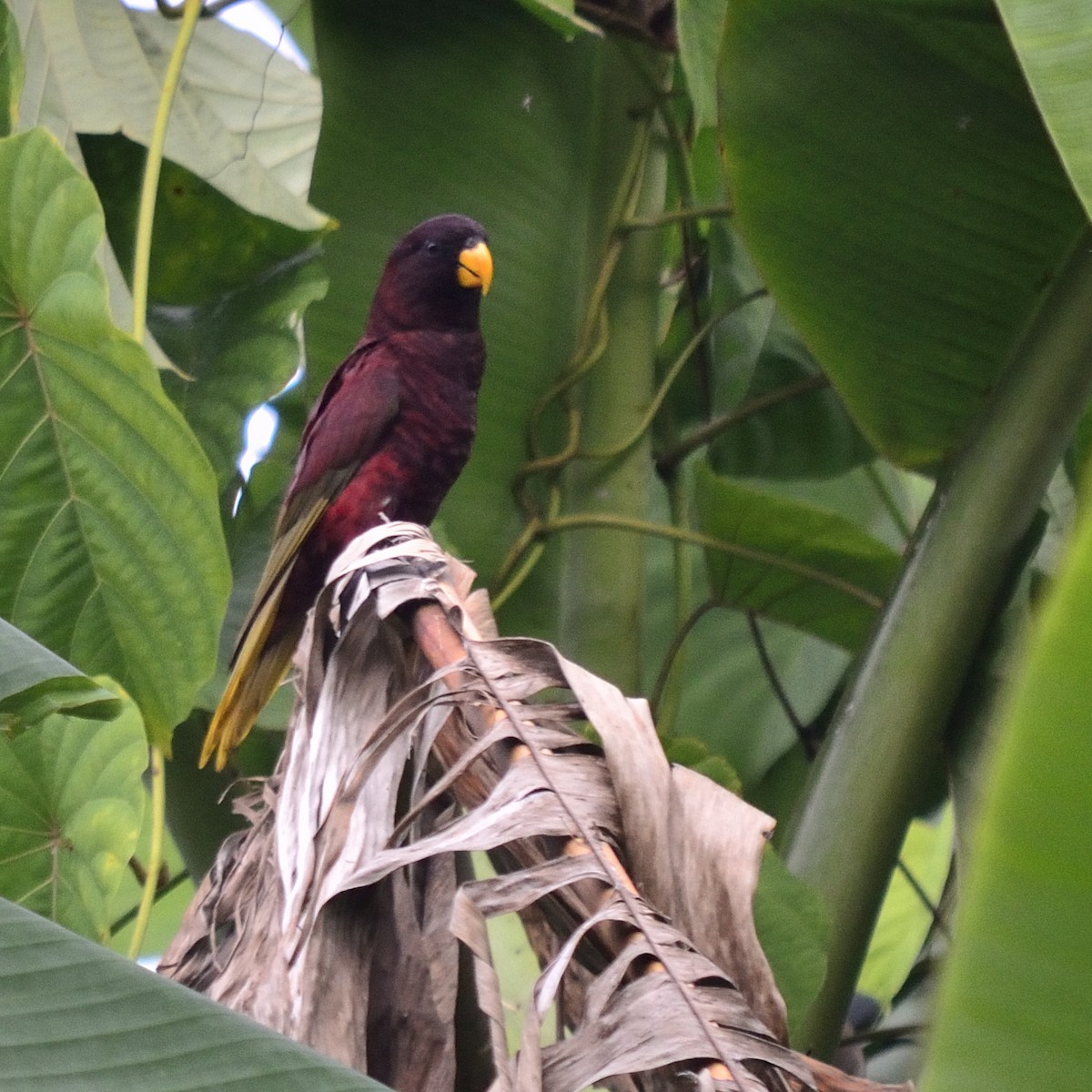 Pohnpei Lorikeet - ML615814465