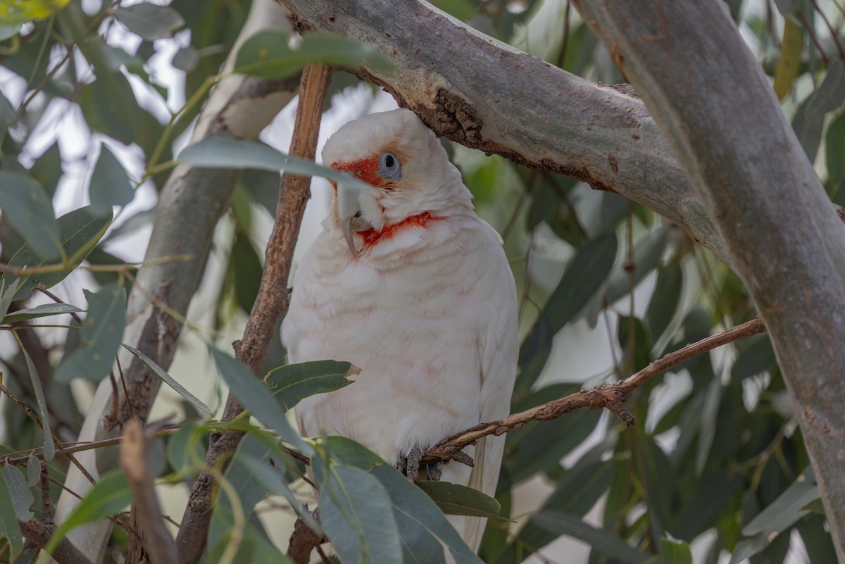 Long-billed Corella - ML615814468