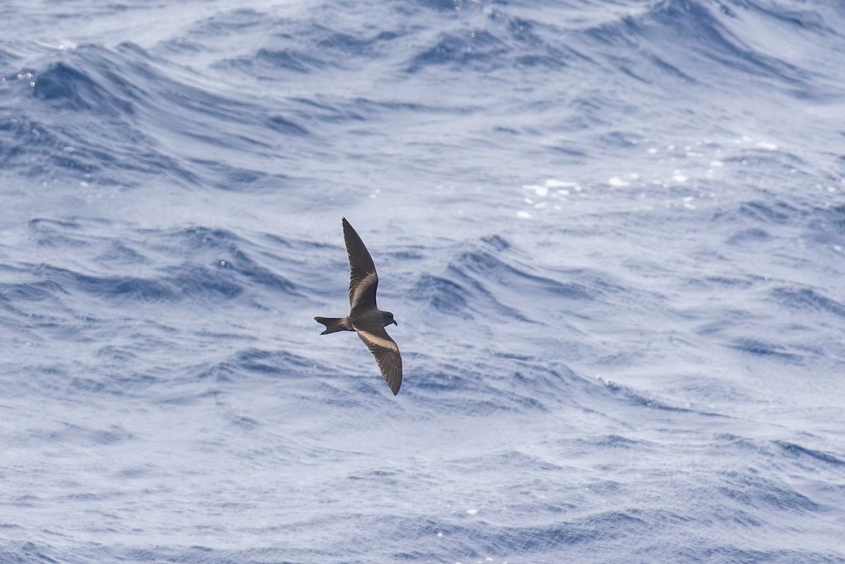 Tristram's Storm-Petrel - ML615814469