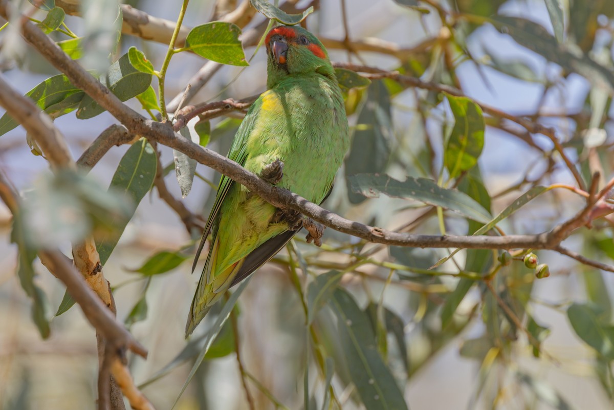 Musk Lorikeet - Geoff Dennis