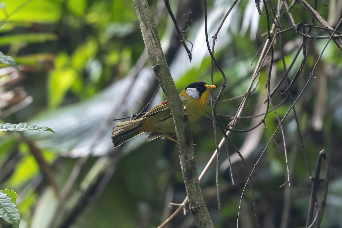 Silver-eared Mesia - Debankur  Biswas