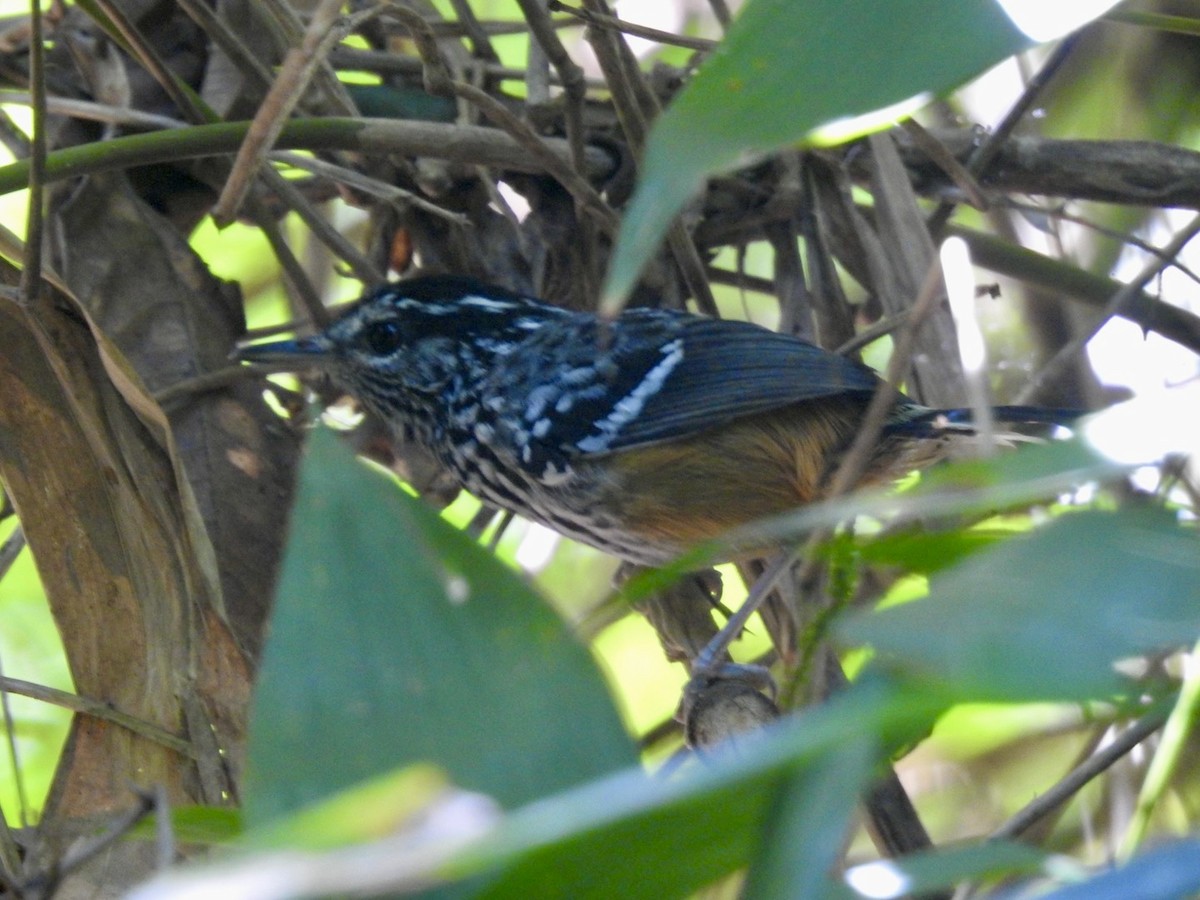 Ochre-rumped Antbird - ML615814494