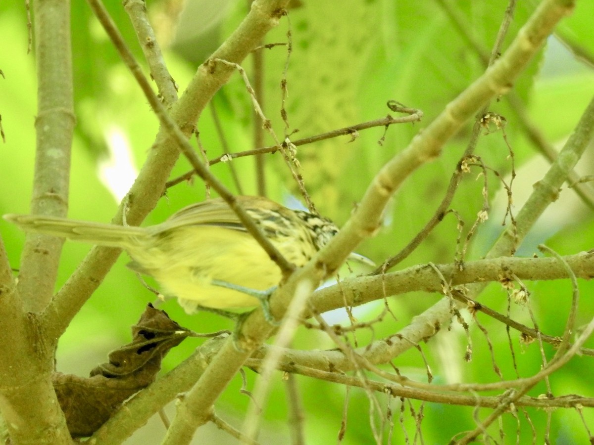 Streak-capped Antwren - ML615814500