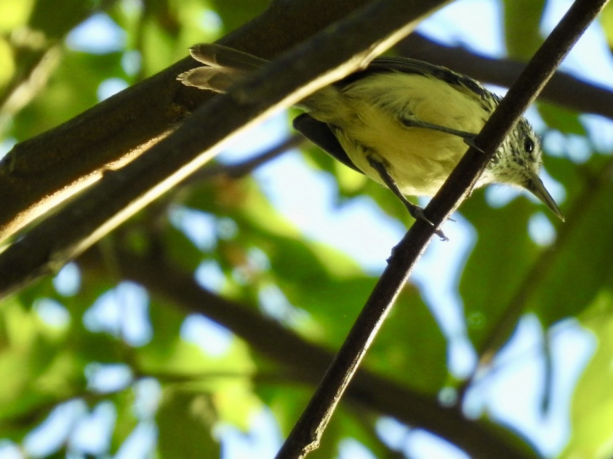 Streak-capped Antwren - Nick Odio