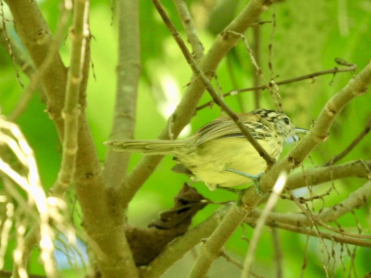 Streak-capped Antwren - Nick Odio