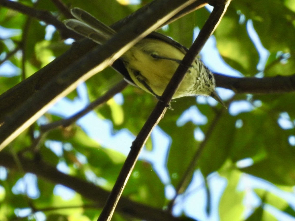 Streak-capped Antwren - Nick Odio