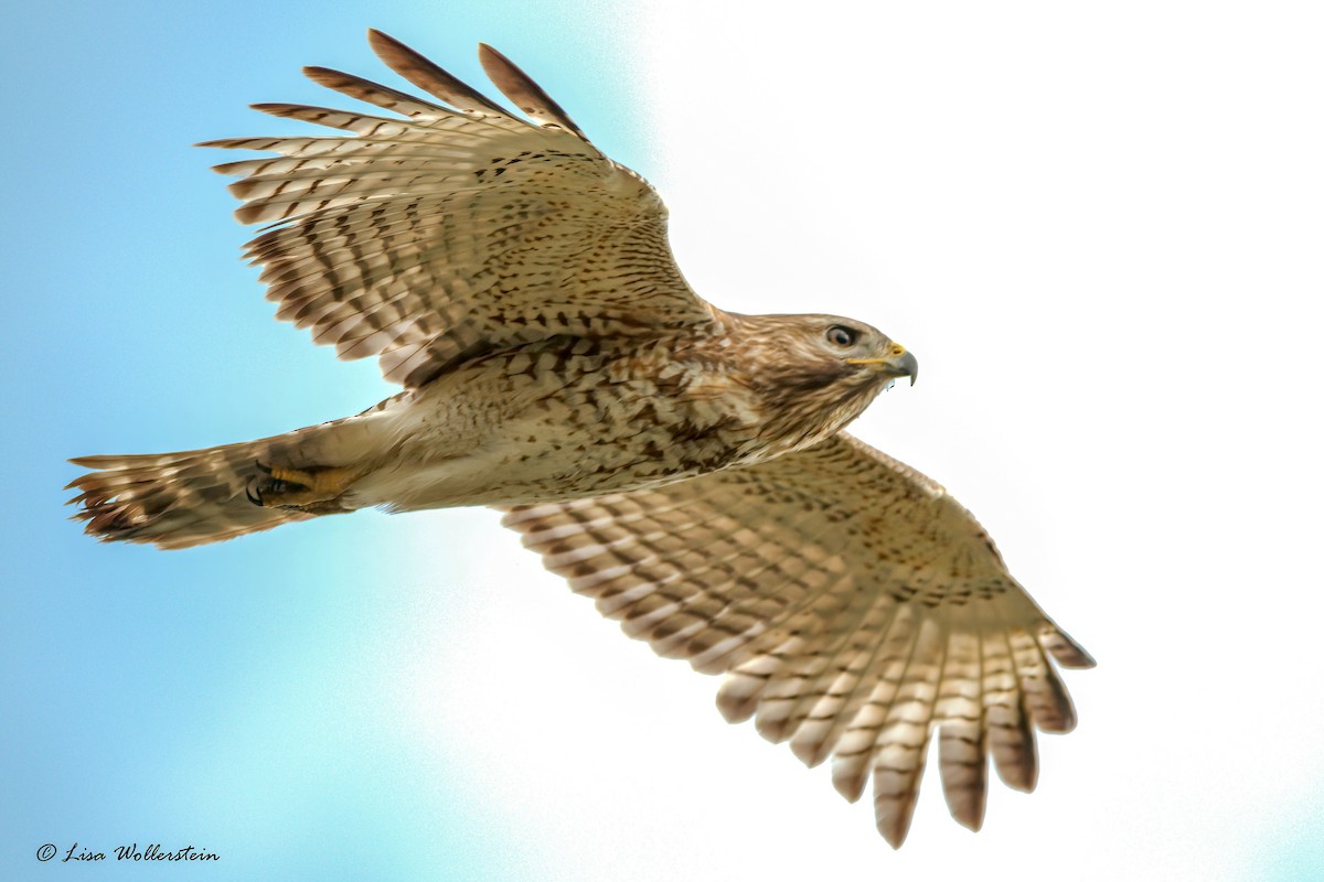 Red-shouldered Hawk - Lisa Wollerstein