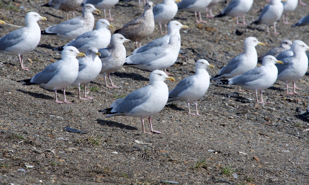 Herring Gull - ML615814687