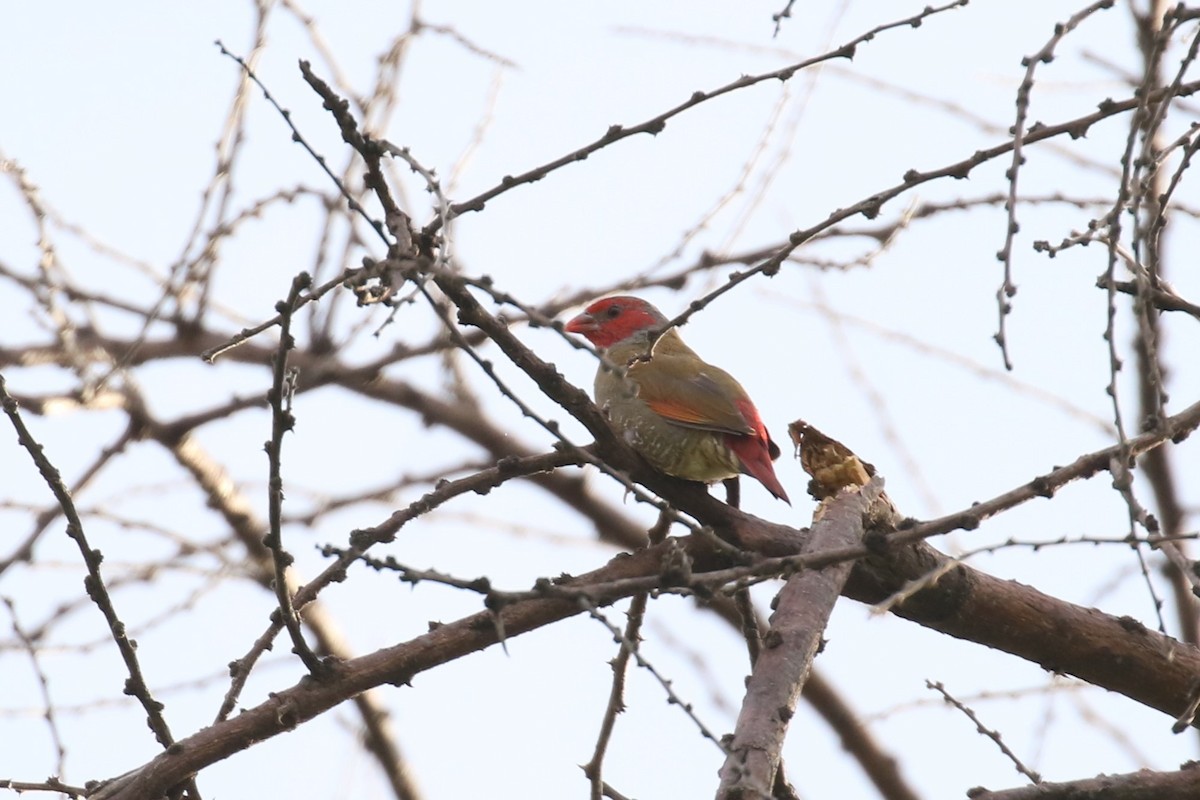 Orange-winged Pytilia - Fikret Ataşalan