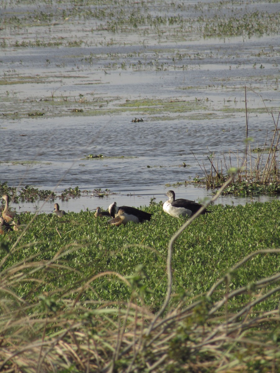 Knob-billed Duck - ML615814726