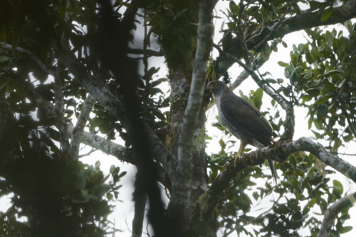 Henst's Goshawk - ML615814735