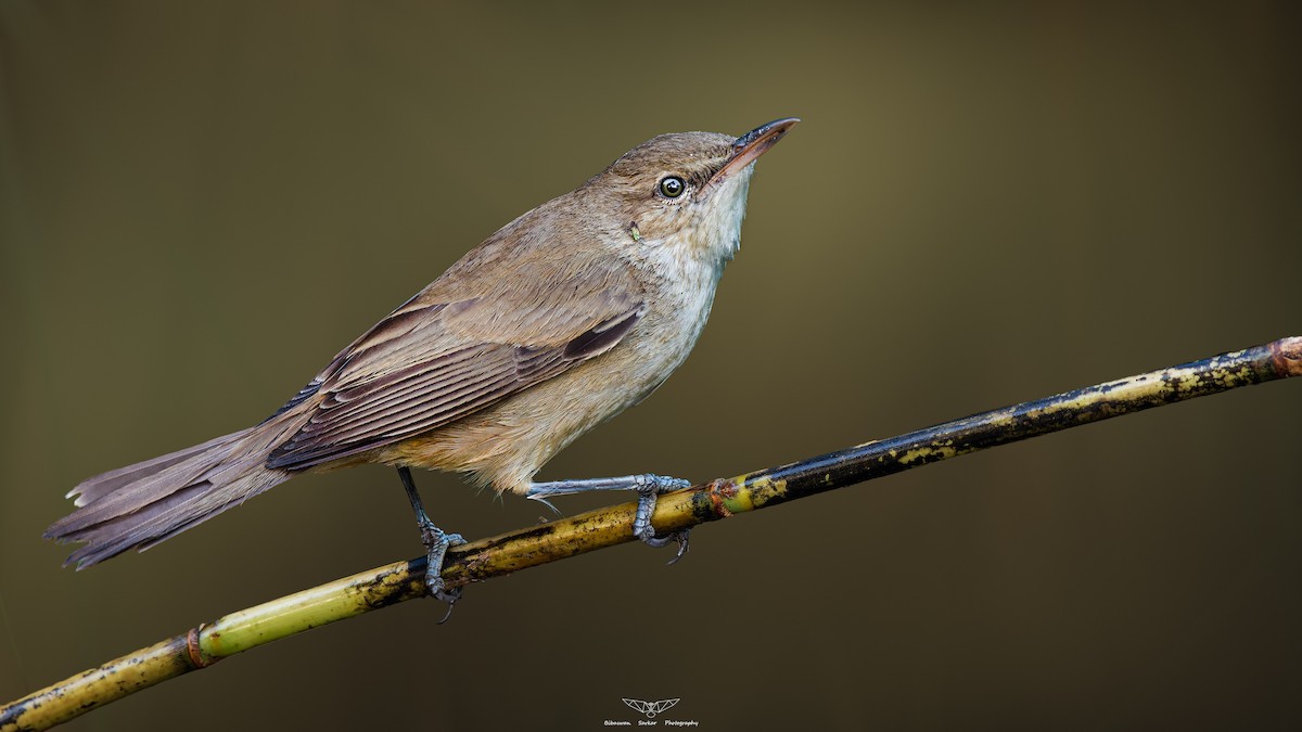 Clamorous Reed Warbler - ML615814742