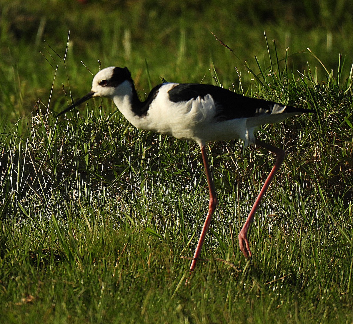 Black-necked Stilt - ML615814760