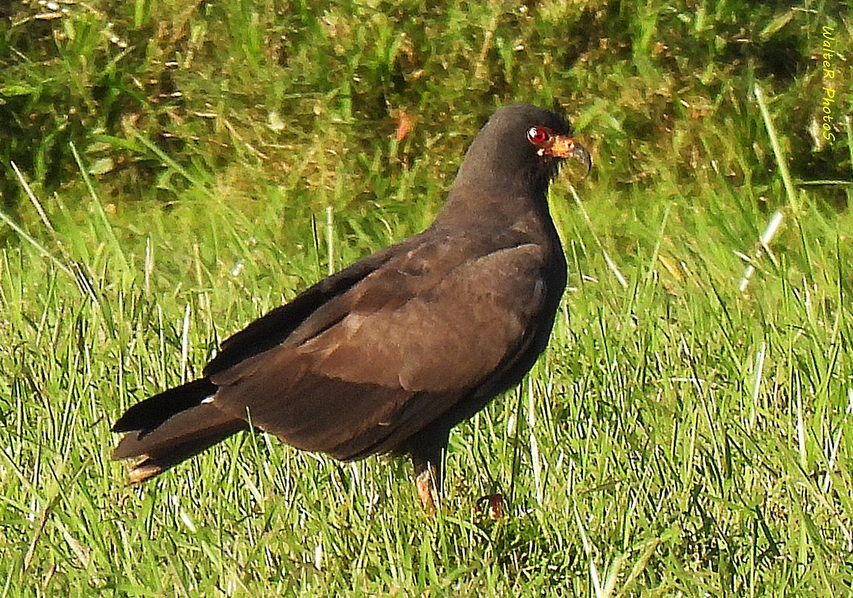 Snail Kite - Walter  Pedroso