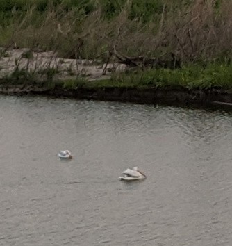 American White Pelican - ML615814773