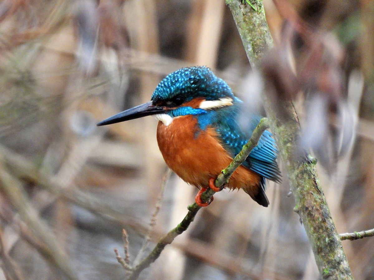 Common Kingfisher - ML615814852