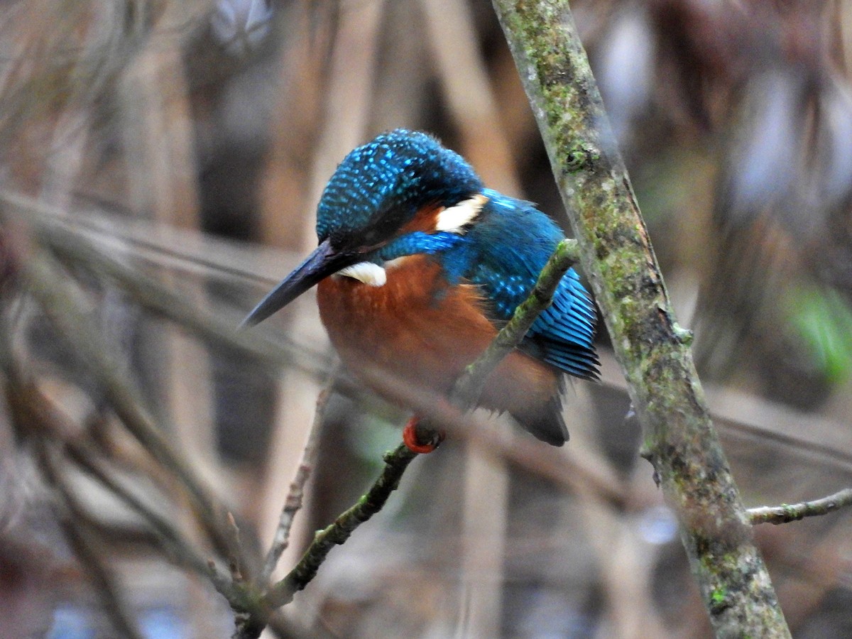 Common Kingfisher - ML615814853