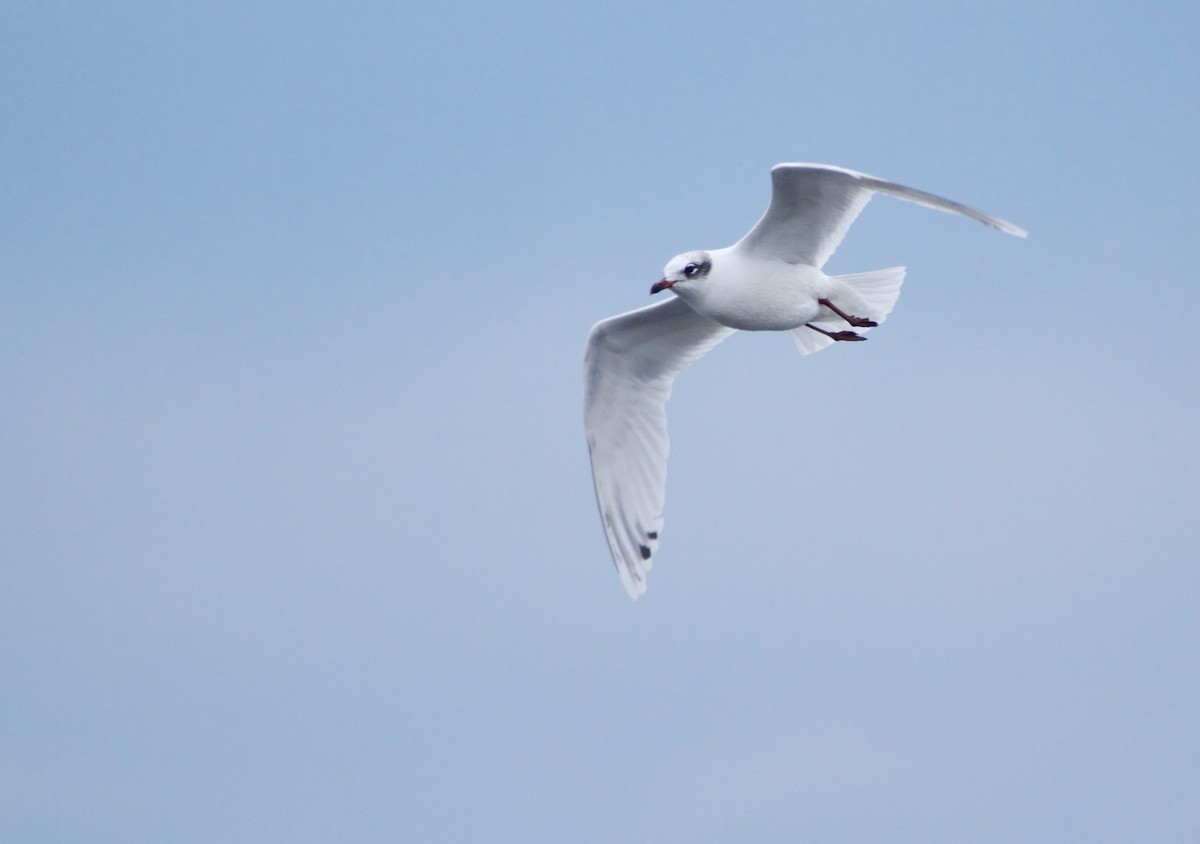 Mediterranean Gull - ML615814854