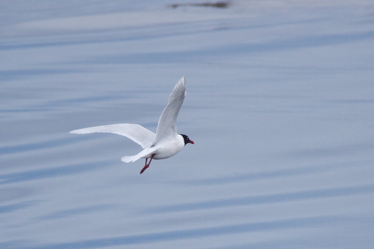 Mediterranean Gull - ML615814855