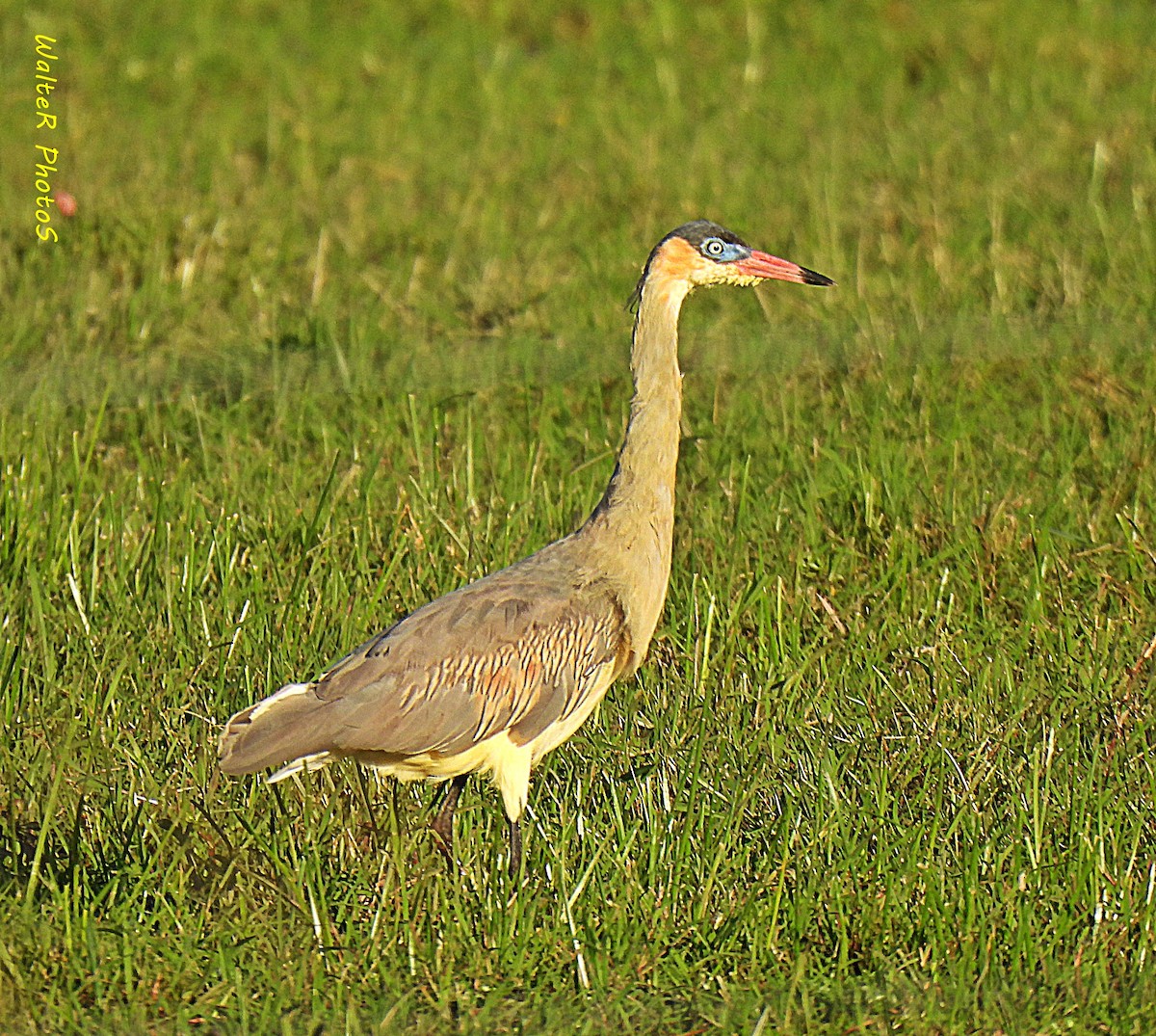 Whistling Heron - Walter  Pedroso