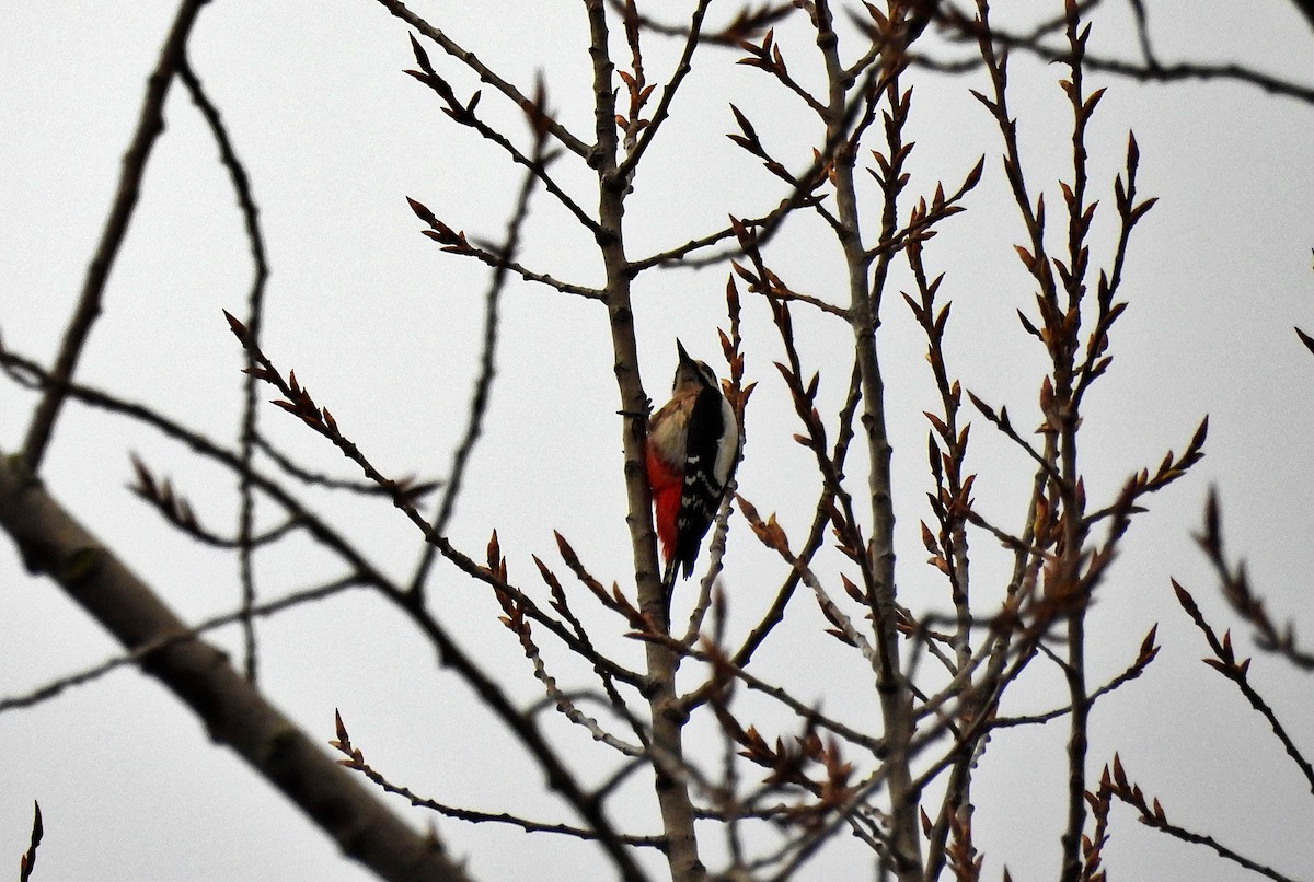 Great Spotted Woodpecker - ML615814860