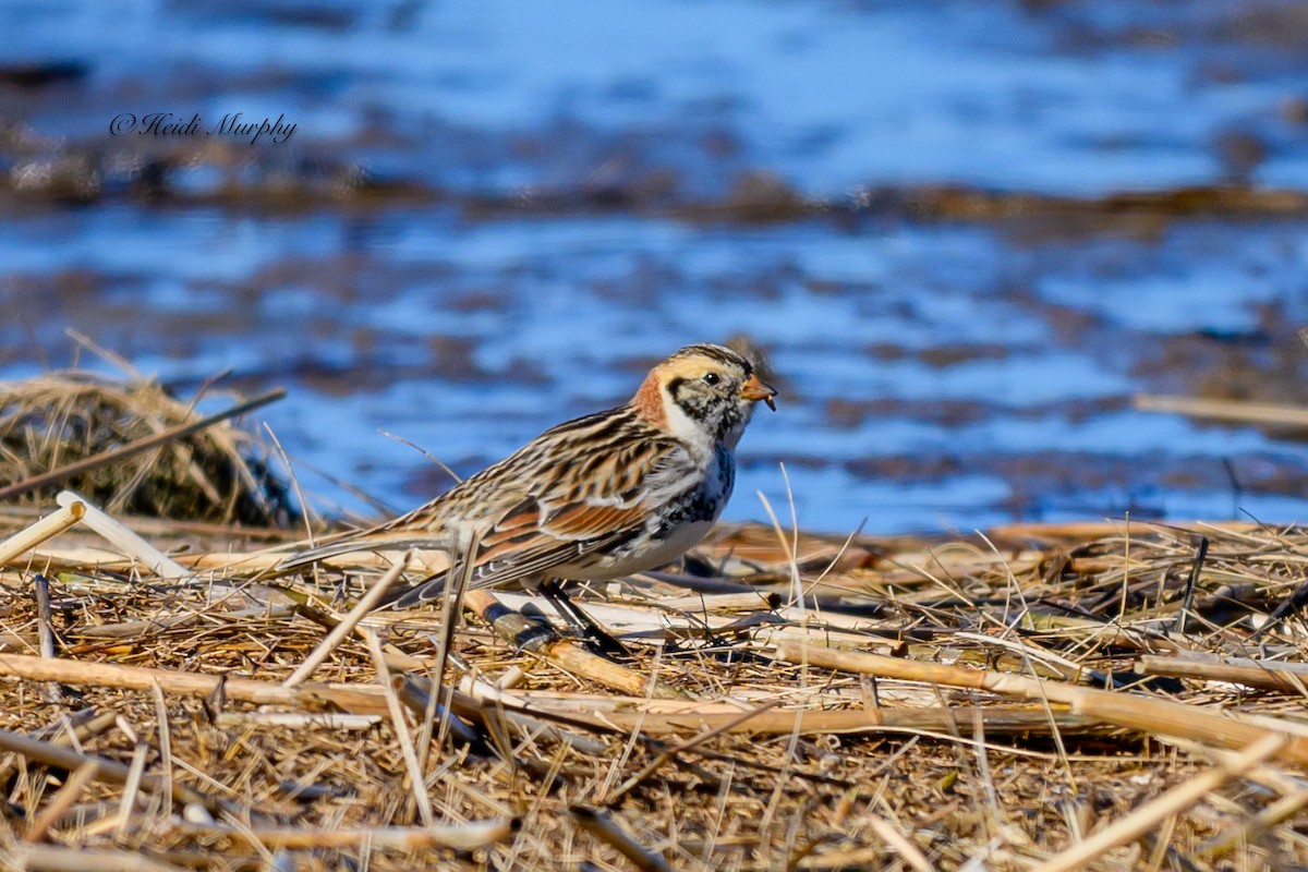 Lapland Longspur - Heidi Murphy