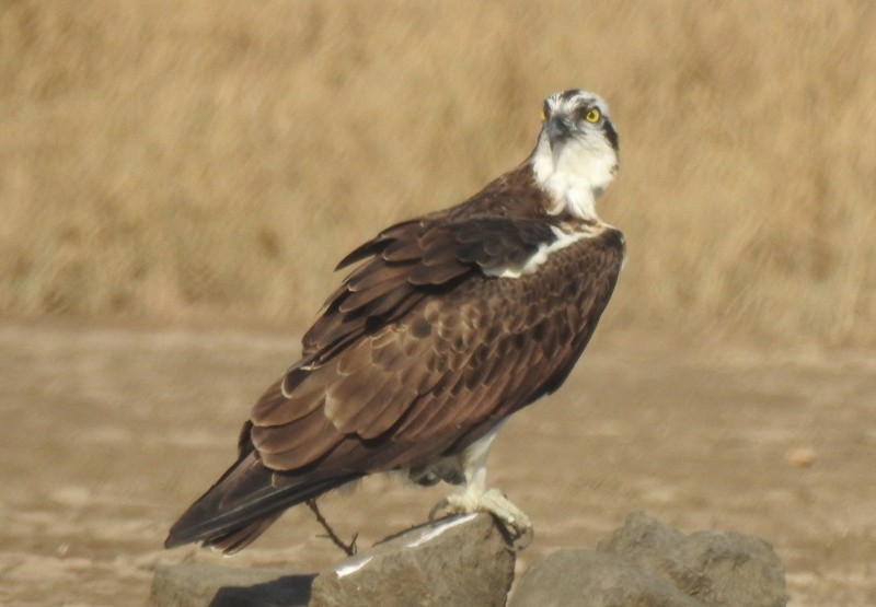 Balbuzard pêcheur - ML615814880