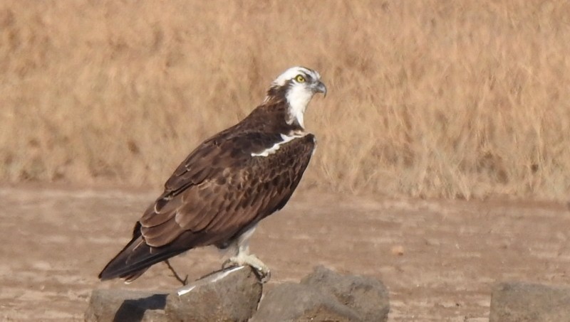 Osprey - Rajaneesh  Ghadi