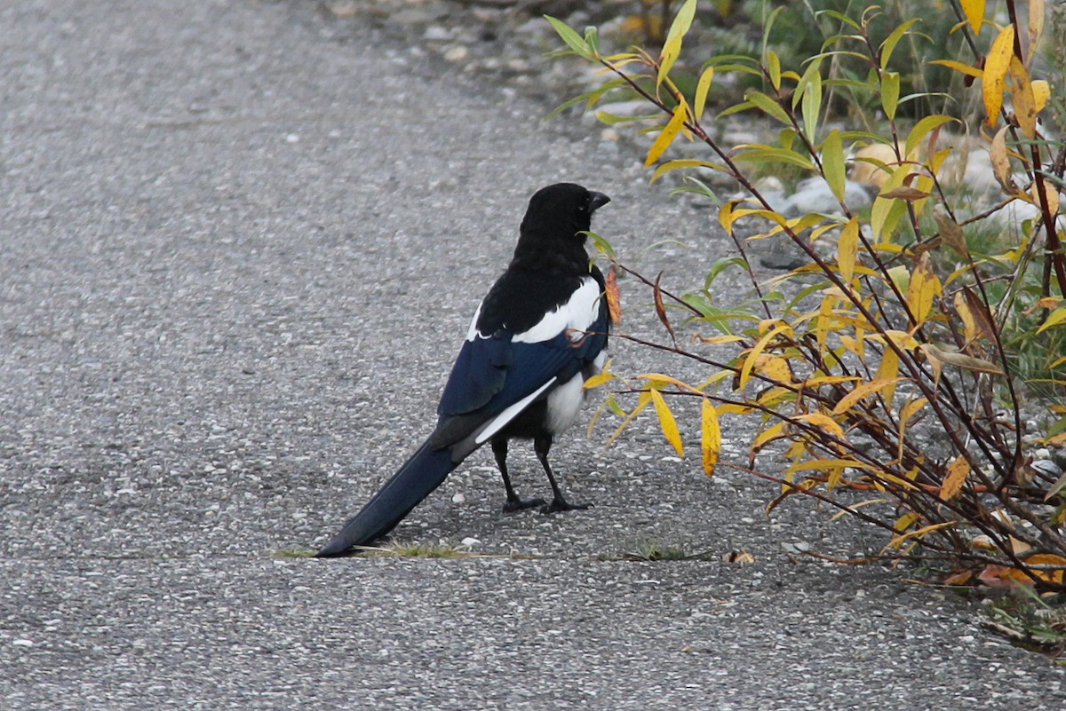 Black-billed Magpie - ML615814897