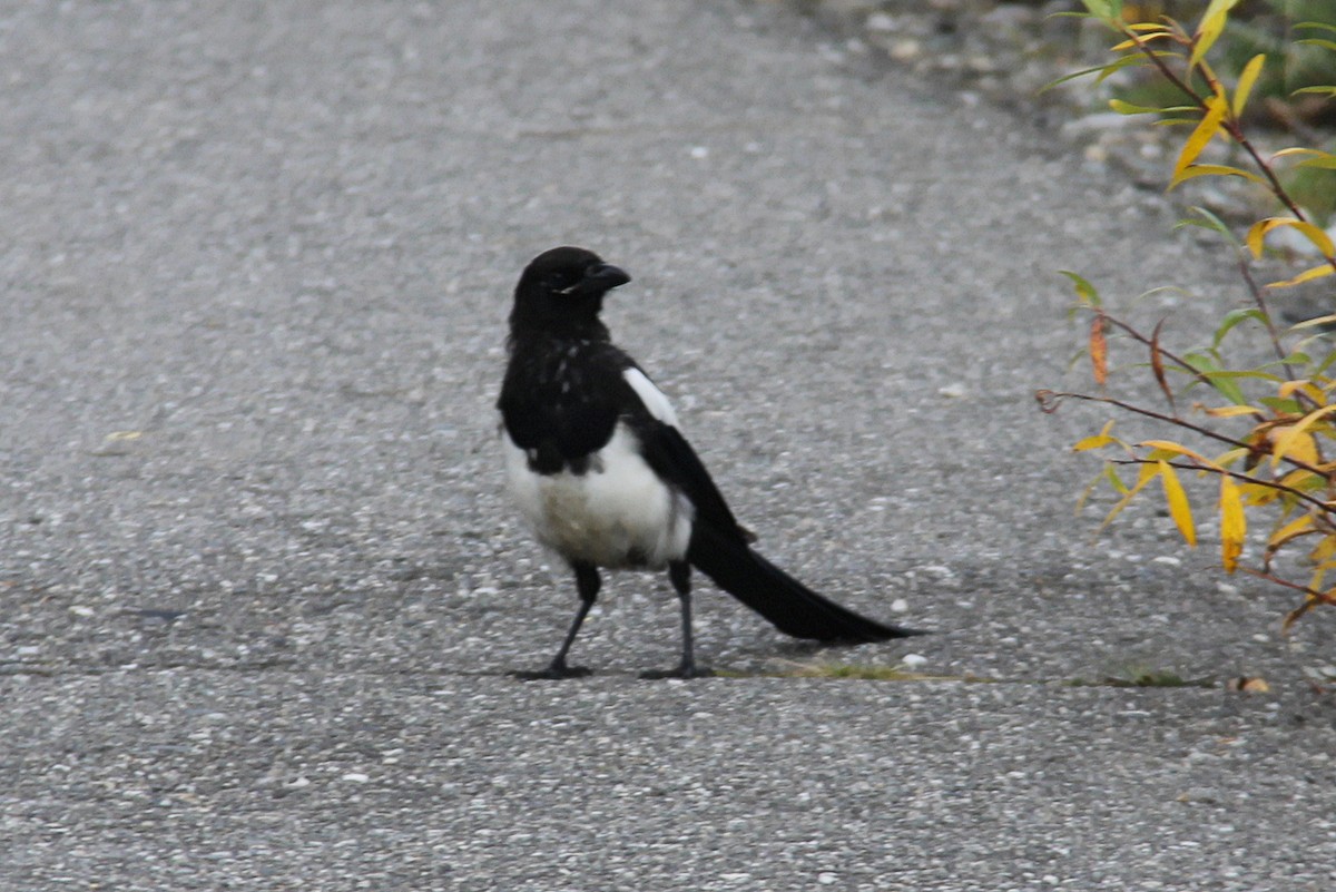 Black-billed Magpie - ML615814898