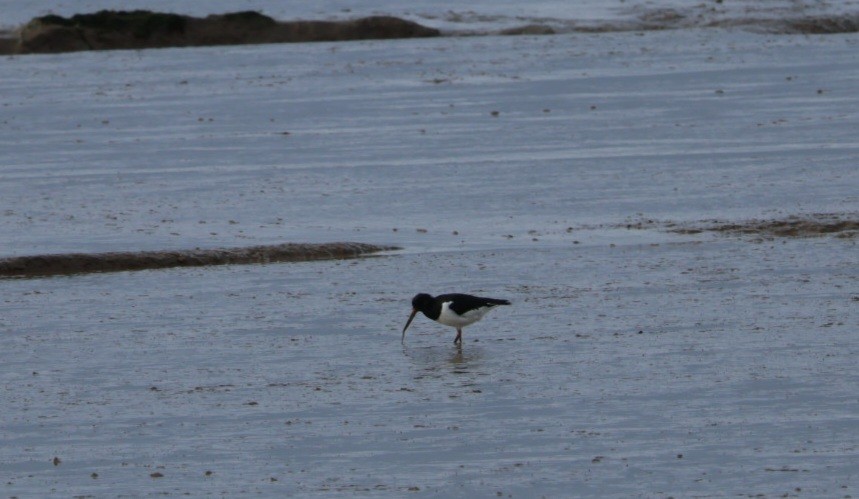 Eurasian Oystercatcher - ML615814940